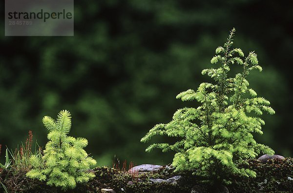 Young Fir und Hemlock Bäume Spülung neue Tipps im Frühjahr Zeit  British Columbia  Kanada.