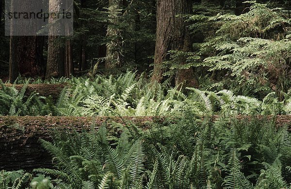 Cathedral Grove in McMillan Provincial Park in der Nähe von Cameron Lake  Vancouver Island  British Columbia  Kanada.