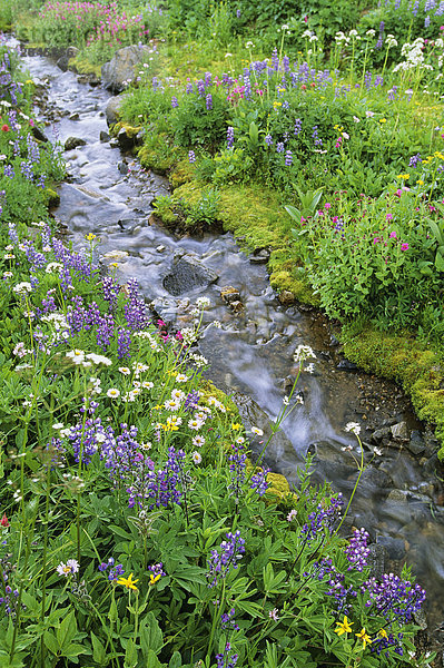 Wildblumen Futter Stream  South Chilcotin Range  Taylor-Becken  British Columbia  Kanada.