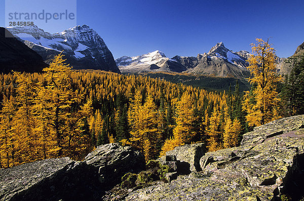 Lärche in Herbstfarben  Yoho Nationalpark  See O'Hara  Opabin Prospekt  British Columbia  Kanada.