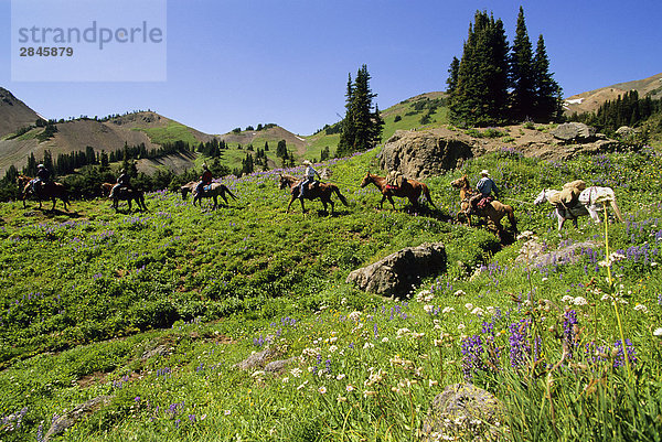 Outfitter führenden Trail Ride  South Chilcotin Range  Zinnober Becken  British Columbia  Kanada.