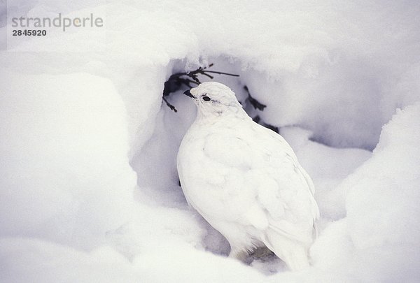 Weißschwanz-Ptarmigan in Winter Lebensraum  British Columbia  Kanada.