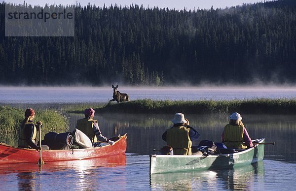 Wildlife anzeigen  fotografieren Bull Moose aus Kanu auf Bowron River  Bowron Lake Park  Cariboo Region  British Columbia  Kanada.