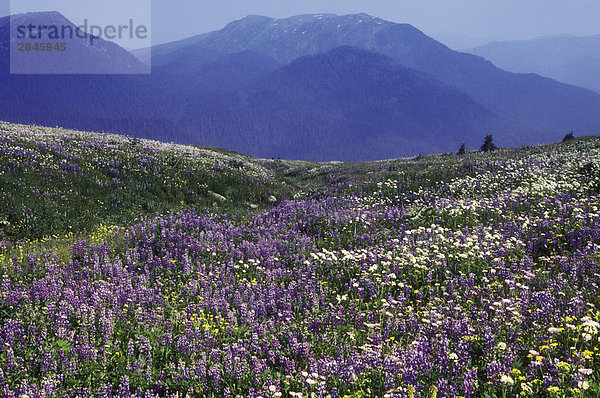 Lupin Alpenblumen  Cariboo Mountains  British Columbia  Kanada.