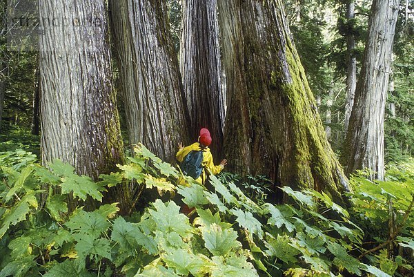 Zeder im Innenraum Regenwald  mit Wanderer  British Columbia  Kanada.