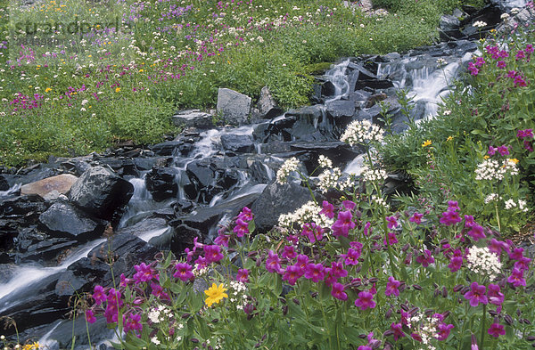 Alpenblumen und Stream  Cariboo Mountains  British Columbia  Kanada.