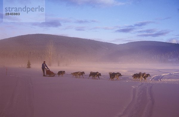Hundeschlittenfahrten in der Region Cariboo von British Columbia  Kanada.