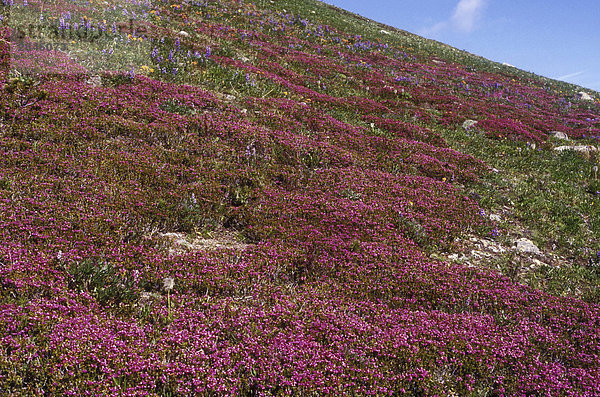 Rosa Heidekraut  alpine Blumen  Kartoffel Berge  Chilcotin Region  British Columbia  Kanada.
