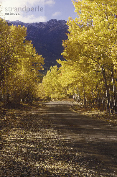 Aspen Bäume in Herbstfarben  back Road  Chilcotin Region  British Columbia  Kanada.