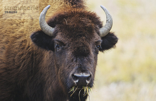 Waldbison Bison bison athabascae Kanada