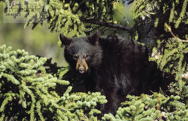 Black Bear Cub in einem Baum  British Columbia  Kanada.