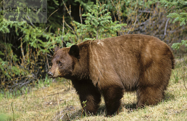Zimt-farbig Schwarzbär  British Columbia  Kanada.