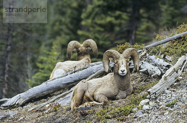Bighorn Rams ruhen  British Columbia  Kanada.