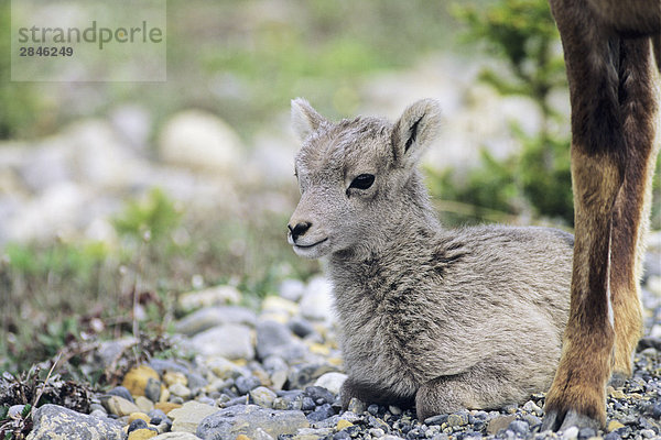 Bighorn Lamm  British Columbia  Kanada.