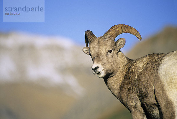 Junge Bighorn Ram  BC Rockies  British Columbia  Kanada.