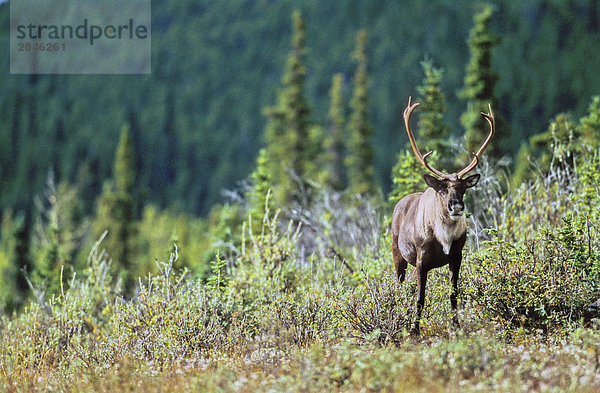 Berg Woodland Caribou Bull  Muskwa-Kechika Wildnis  nördlichen British Columbia  Kanada.