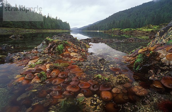 niedrig sternförmig Meer Gezeiten Anemone Gwaii Haanas Nationalpark British Columbia Kanada