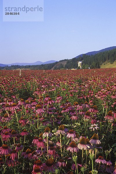 Echinacea-Bauernhof mit Scheune in Spallumcheen  North Okanagan  British Columbia  Kanada.