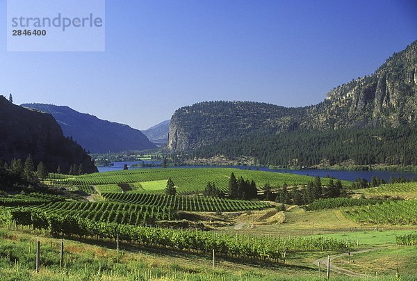 Blauer Berg Weinberge  South Okanagan  Vaseaux Lake  British Columbia  Kanada.