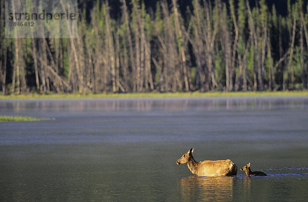 Elk Kuh und Kalb  Zinnoberrot Seen  Banff-Nationalpark  Alberta  Kanada