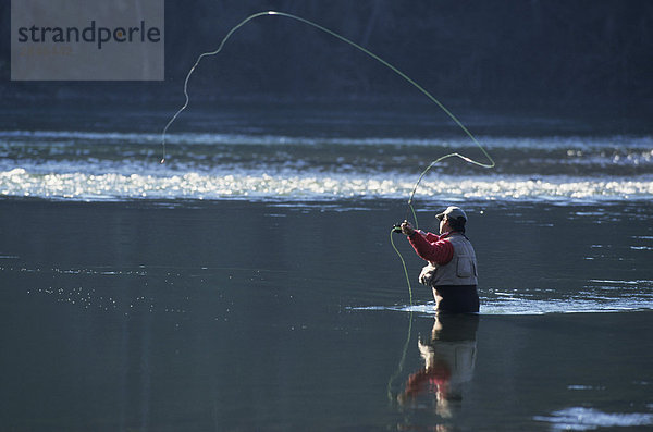 Fliegenfischer Casting Dry Fly für Steelhead  Bulkley River  Smithers  British Columbia  Kanada.