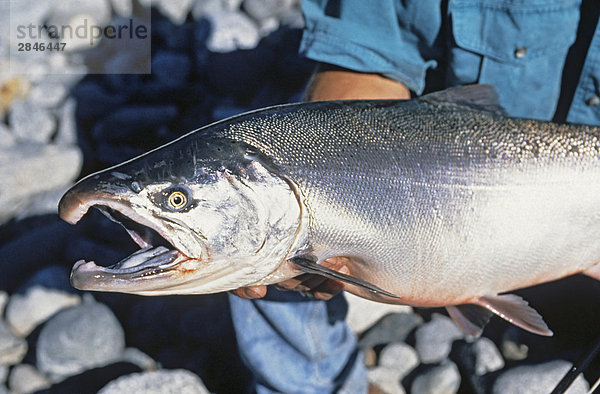 Angler hält Silberlachs  Kitlope River  British Columbia  Kanada.