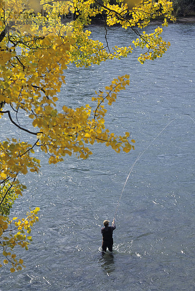 Fliegenfischer am Bulkley River in der Nähe von Quick  British Columbia  Kanada.