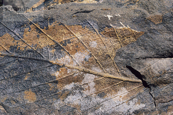 Fossilien von den Stikine Grand Canyon  British Columbia  Kanada.