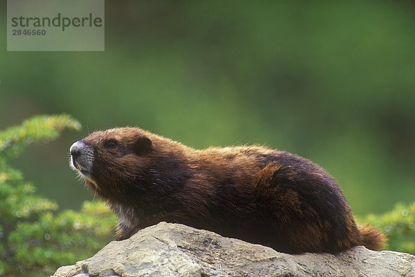 Vancouver Island Marmot am Green Mountain Summit Kolonie  British Columbia  Canada.