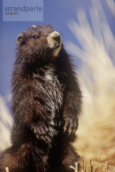 Vancouver Island Marmot am Green Mountain Summit Kolonie  British Columbia  Canada.