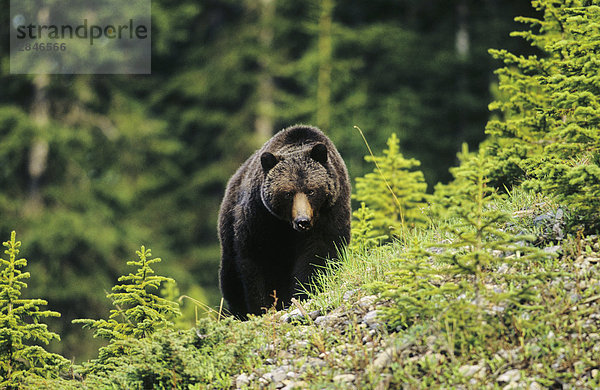 Big Grizzlybär am Westhang  Canadian Rockies  British Columbia  Kanada.