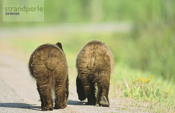 Ein paar der Grizzlybär Jungtiere zu Fuß nach unten ein Road  BC Rockies  British Columbia  Kanada.