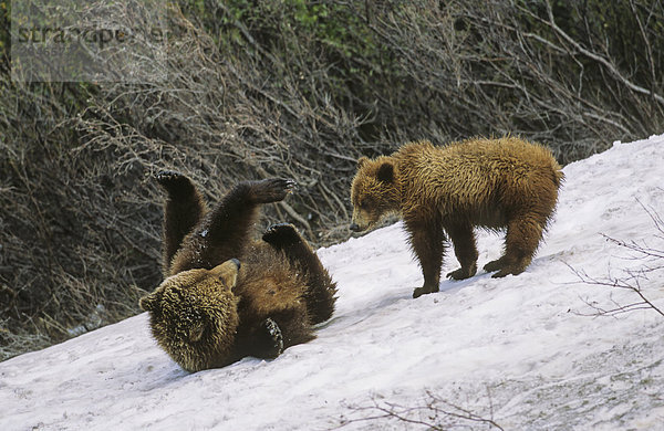 Grizzly Mom & Cub spielen auf einem Schnee Hang  British Columbia  Kanada.