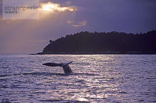 Küste Vorsicht Insel Mittelpunkt britisch British Columbia Kanada grau Wal