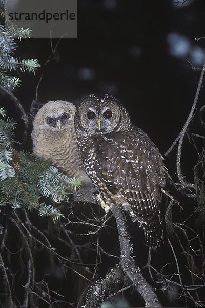 Young nördlichen Spotted Owl (Strix Occidentalis Caurina)  gefunden in der alten Wachstum und Nadelwälder der südlichen  British Columbia  Kanada.