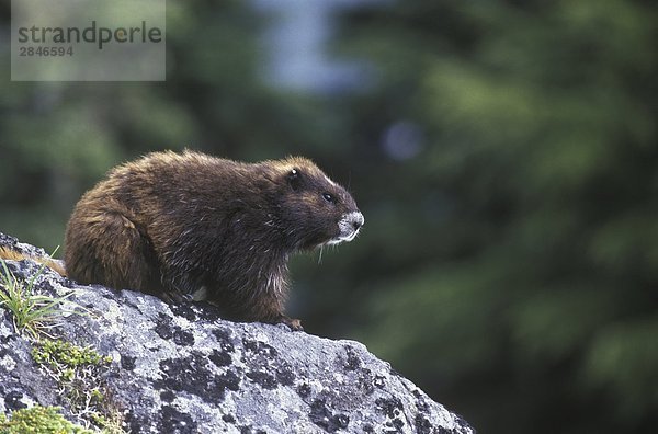 Vancouver Island Marmot in der Green Mountain Summit Kolonie  Vancouver Island  British Columbia  Kanada.