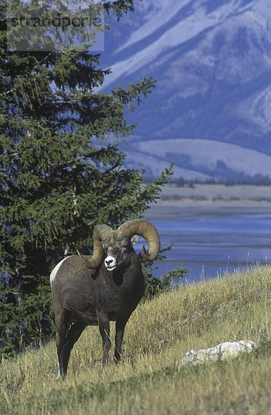 Rocky Mountain Dickhornschaf findet man entlang viele der BC's Bergketten  British Columbia  Kanada.
