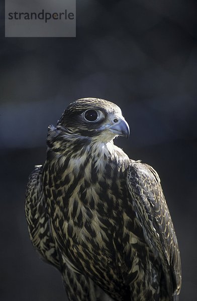 Falken (Falco Rusticolus)  British Columbia  Kanada.