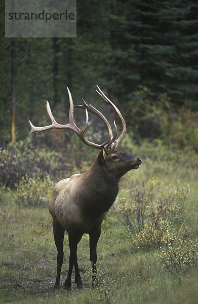 Der Rocky Mountain Elch (Cervus Elaphus) findet sich in vielen BC's Wald-und Bergregionen  British Columbia  Kanada.