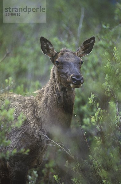 Der Rocky Mountain Elch (Cervus Elaphus) findet sich in vielen BC's Wald-und Bergregionen  British Columbia  Kanada.