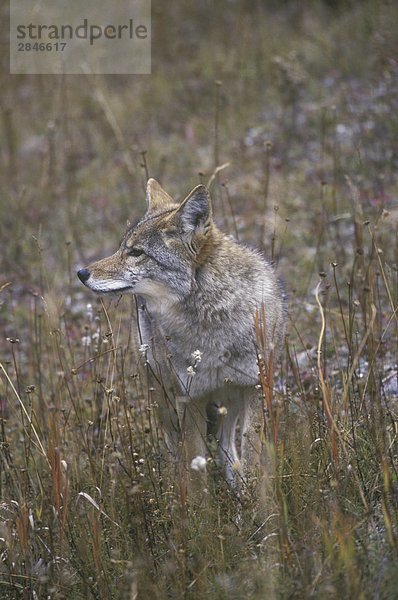 Coyotes (Canus Latrans) befinden sich in der gesamten  British Columbia  Kanada.