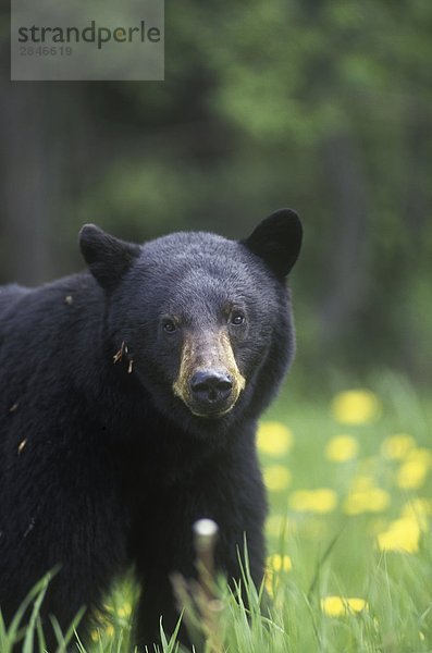Schwarzbär (Ursus Amercanus) findet man in vielen verschiedenen Lebensräumen in der gesamten  British Columbia  Kanada.