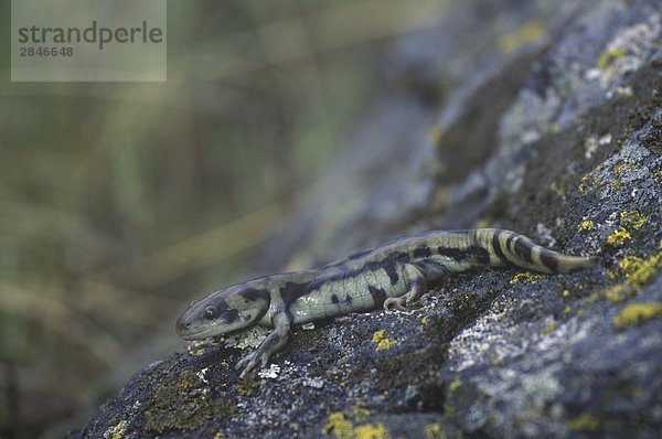 Der Tiger Salamander (Ambystoma Tigrinum) ist eine sehr seltene Salamander v. Chr.. Es beschränkt sich in Verteilung an das Grasland des Okanagan Valley  British Columbia  Kanada.