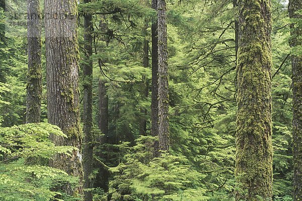 Die Hemlock Wälder von Kap Scott (an der Nordspitze von Vancouver Island) sind drapiert in Moose  Rückschlüsse auf das nasse Klima der Region  British Columbia  Kanada.