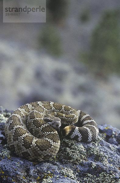 Die westliche Klapperschlange (Crotalus Organus) findet sich in den Wiesen und Wüste Ökosysteme der Okanagan  Thompson  Nicola und Fraser Täler  British Columbia  Kanada.