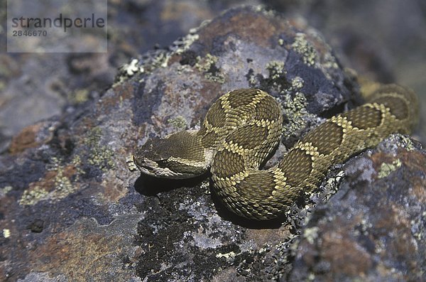 Die westliche Klapperschlange (Crotalus Organus) findet sich in den Wiesen und Wüste Ökosysteme der Okanagan  Thompson  Nicola und Fraser Täler  British Columbia  Kanada.