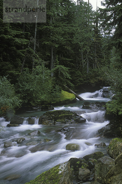 Tin Cup Creek fließt in das Quellgebiet des Flusses Nehatlatch in die Coast Ranges der südlichen  British Columbia  Kanada.