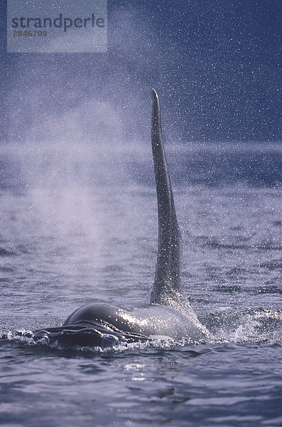 Einsamkeit British Columbia Kanada Meerenge Wal