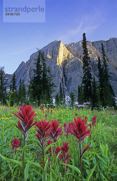 Mount Drysdale und Rockwall Pass  Kootenay-Nationalpark  British Columbia  Kanada.