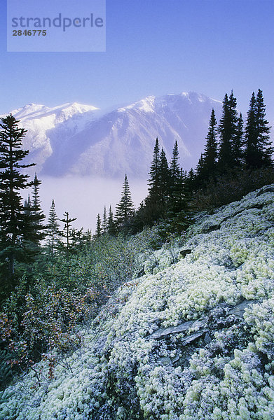Nebel  Frost  Flechten  Herbstfarben und Berge  Muskwa-Kechika Wildnis  Northern Rockies  British Columbia  Kanada.